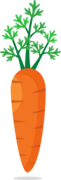 a carrot olm